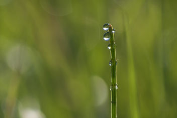 Morning dew - image gratuit #382273